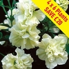 Petunia Tumbelina (Scented) Melissa 24 Large Plants