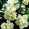 Petunia Tumbelina (Scented) Melissa 6 Large Plants