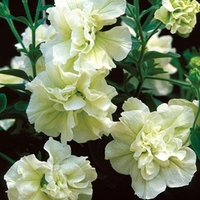 Petunia Tumbelina (Scented) Melissa 6 Large Plants