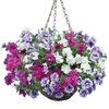 Petunia Tumbelina Scented Mix 1 Pre-Planted Rattan Basket