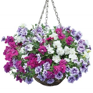 Petunia Tumbelina Scented Mix 2 Pre-Planted Rattan Baskets