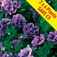 Petunia Tumbelina (Scented) Priscilla 12 Large Plants