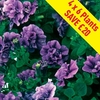 Petunia Tumbelina (Scented) Priscilla 24 Large Plants
