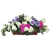Petunia Tumbelina Scented Trailing Mix 1 Pre Planted Trough