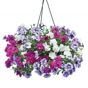 Petunia Tumbelina Scented Trailing Mix 2 Hanging Baskets