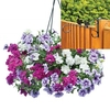 Petunia Tumbelina Scented Trailing Mix 2 Pre-Planted Plastic Hanging Baskets And Fence Brackets