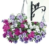 Petunia Tumbelina Scented Trailing Mix 2 Pre-Planted Plastic Hanging Baskets And Wall Brackets