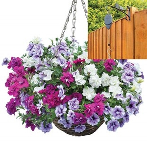 Petunia Tumbelina Scented Trailing Mix 2 Pre-Planted Rattan Hanging Baskets And Pulleys