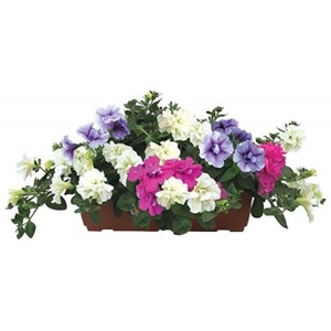 Petunia Tumbelina Scented Trailing Mix 2 Pre-Planted Troughs