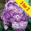 Phlox Blue Boy 3 Plants 2 Litre