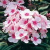 Phlox Bright Eye 1 Plant 2 Litre