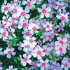 Phlox Coral Eye 1 Plant 2 Litre