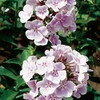 Phlox Franz Schubert 3 Plants 2 litre