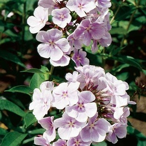 Phlox Franz Schubert 3 Plants 2 litre