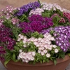 Phlox Popstars 100 Small Plugs + 70 FREE
