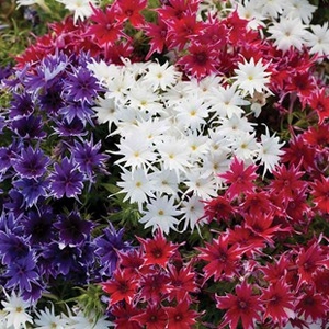 Phlox Popstars Brittania Mixed 12 Mega Plants