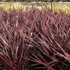 Phormium Amazing Red 1 Plant 3 Litre