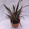 Phormium Pink Stripe 1 Pre-Planted Container