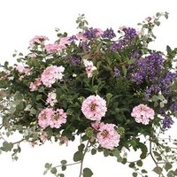 Pinks Mixed Floral Pre-planted 1 Pre-Planted Container