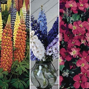 Popular Perennial 9cm Collection 6 Plants 9cm Pot