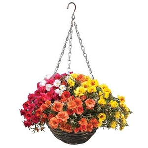 Portulaca Lazy Days 2 Pre- Planted Rattan Hanging Baskets