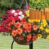 Portulaca Lazy Days 2 Pre-Planted Rattan H/Baskets with Fence Brackets