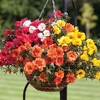 Portulaca Lazy Days 24 Large Plants
