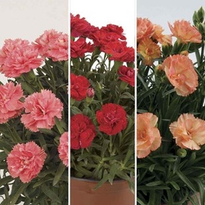 Pot Carnation Collection 3 Plants 9cm Pot