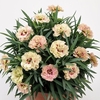Pot Carnation Disco Tango 1 Plant 9cm Pot