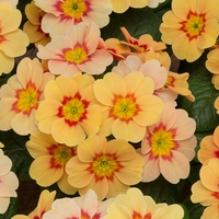 Primrose F1 Bonelli Peach 12 Mega Plants