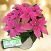 Princettia Plant + &163;10 Plant Voucher