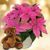 Princettia Plant + Cuddly Bear
