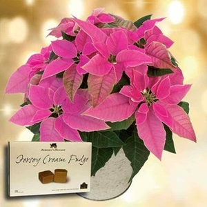 Princettia Plant + Jersey Fudge