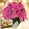 Princettia Plant + Jersey Shortbread
