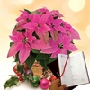 Princettia Plant + Metal Planter plus Diary