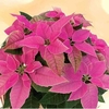 Princettia Plant