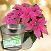 Princettia Plant with Metal Planter + &163;10 Plant Voucher
