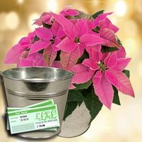 Princettia Plant with Metal Planter + &163;10 Plant Voucher