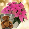 Princettia Plant with Metal Planter + Cuddly Bear