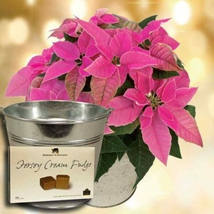 Princettia Plant with Metal Planter + Jersey Fudge