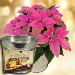 Princettia Plant with Metal Planter + Jersey Shortbread