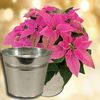 Princettia Plant with Metal Planter