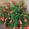 Punica granatum Nana (Dwarf Pomegranate) 1 Plant