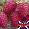 Raspberries Autumn Bliss 5 Plants Bare Root