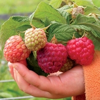 Raspberries Rubus Heritage (Red) 3 Plants 9cm Pot