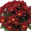 Red Chrysanthemum 1 Plant + FREE Diary