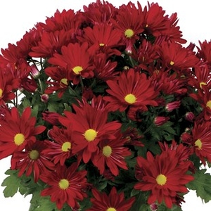 Red Chrysanthemum 1 Plant + FREE Diary