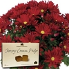 Red Chrysanthemum 1 Plant + Jersey Fudge + FREE Diary