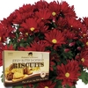 Red Chrysanthemum 1 Plant + Jersey Shortbread + FREE Diary