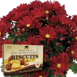 Red Chrysanthemum 1 Plant + Jersey Shortbread + FREE Diary